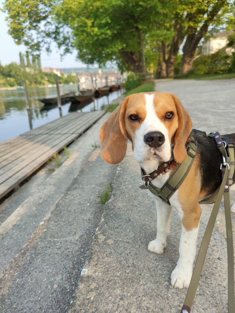 Dog