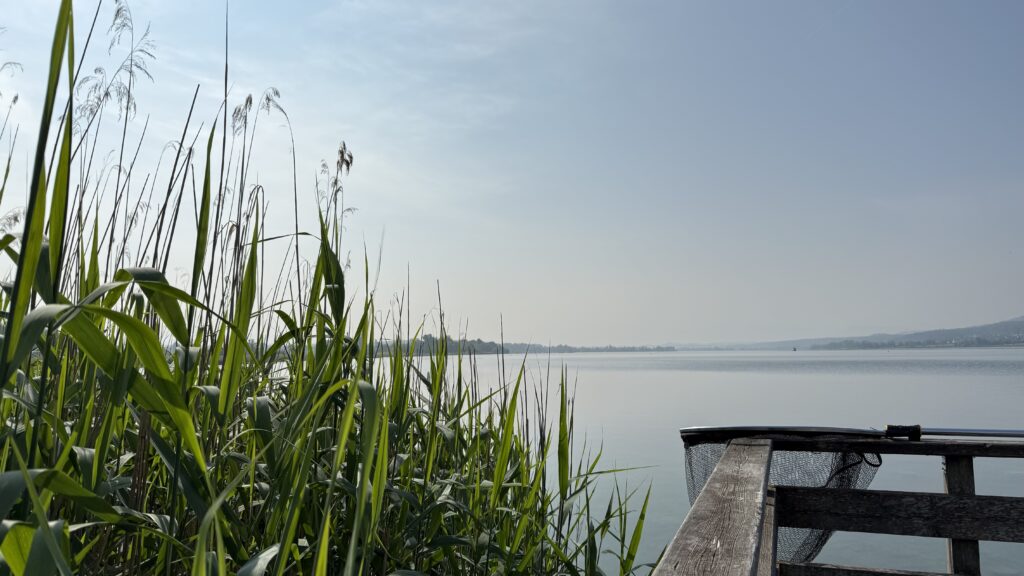 Seeufer mit Schilf und Steg